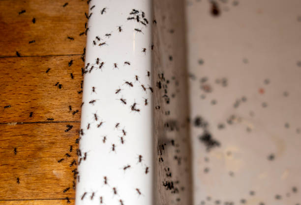 Best Best Pest Control Companies  in Hope, IN