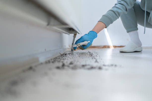 Flea Control Services in Hope, IN